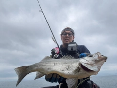 ヒラスズキの釣果