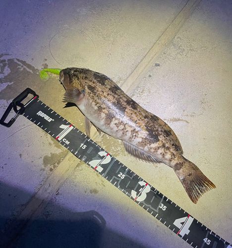 アイナメの釣果
