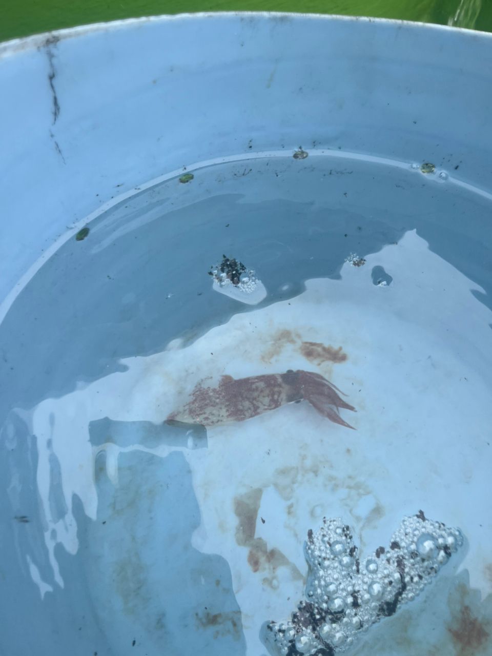 Guest62908869さんの釣果 3枚目の画像