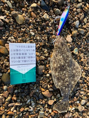 ソゲの釣果