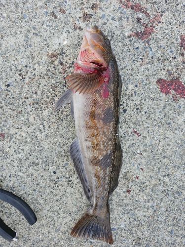 アイナメの釣果