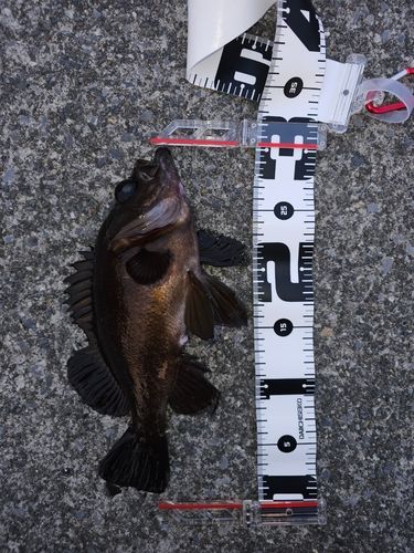 メバルの釣果
