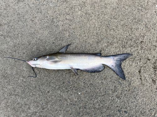 アメリカナマズの釣果