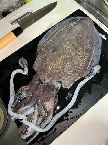 モンゴウイカの釣果