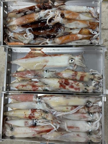ケンサキイカの釣果