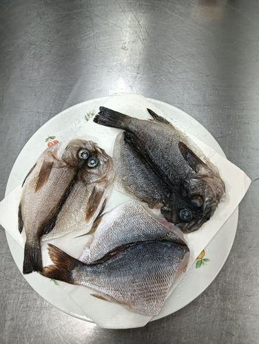 クロメバルの釣果