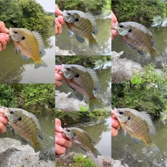 ブルーギルの釣果
