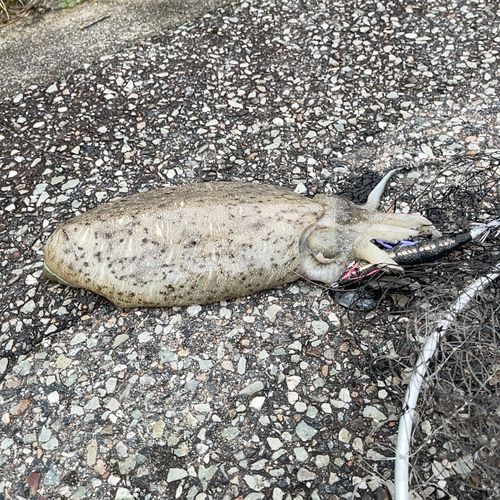 コウイカの釣果