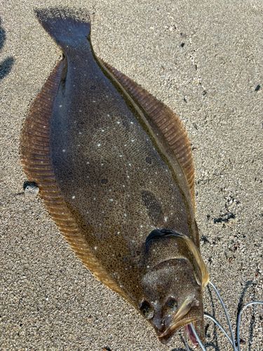 ヒラメの釣果