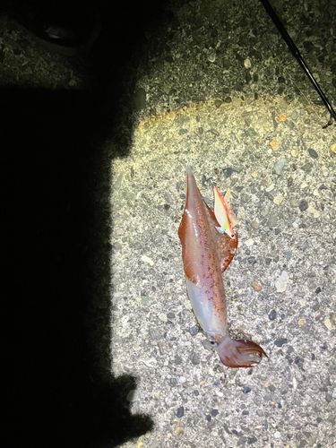 ケンサキイカの釣果
