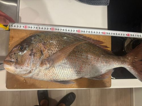 タイの釣果