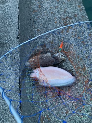 モンゴウイカの釣果