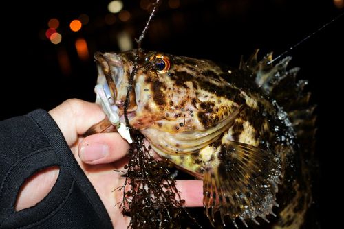 タケノコメバルの釣果