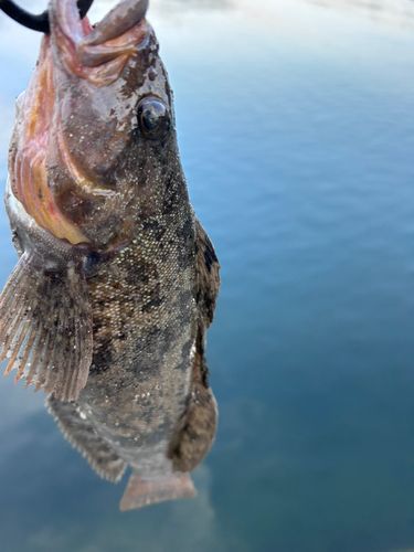 アイナメの釣果