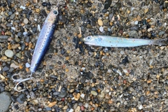 カタクチイワシの釣果