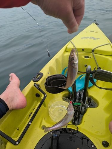 シロギスの釣果
