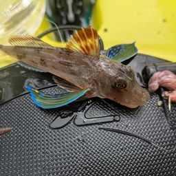 ホウボウ
