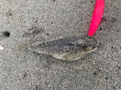 フグの釣果
