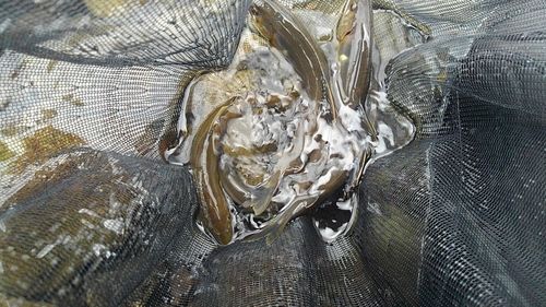 アユの釣果
