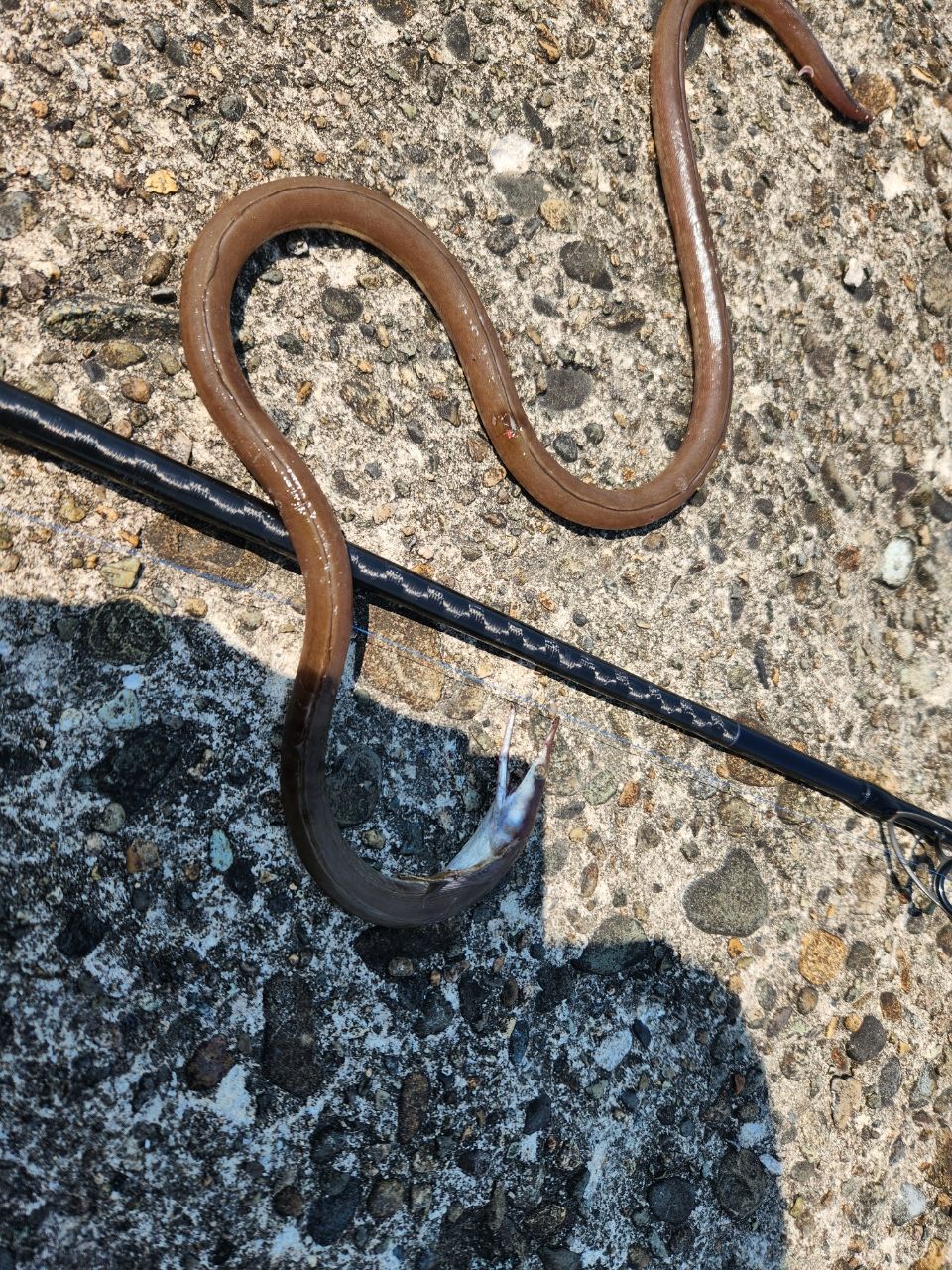 ダイナンウミヘビ