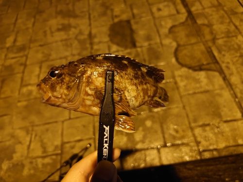 カサゴ