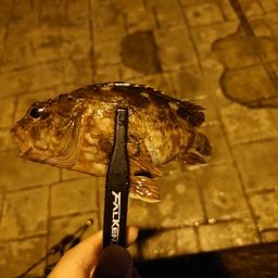 カサゴ