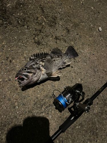 クロソイの釣果