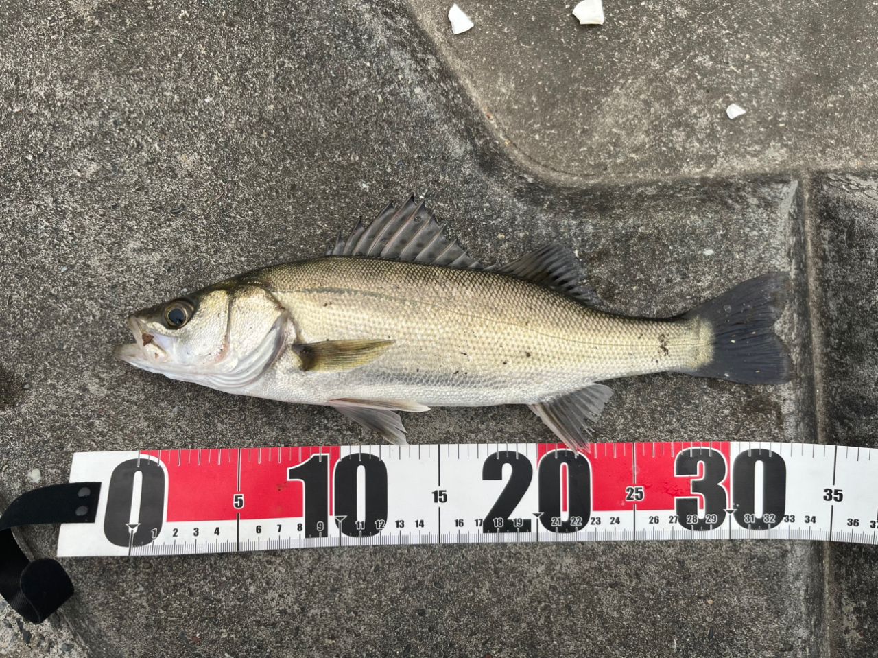 セイゴ（マルスズキ）