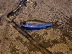 ムツの釣果