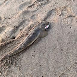 マゴチ
