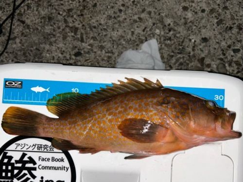 アコウの釣果