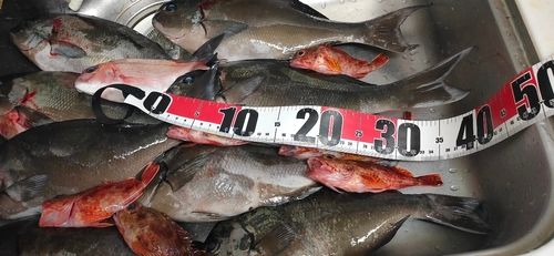 グレの釣果