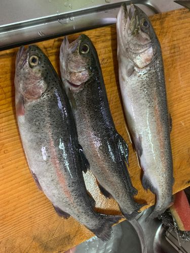 ニジマスの釣果