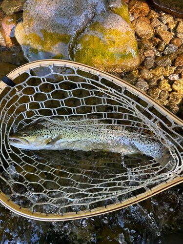 ブラウントラウトの釣果