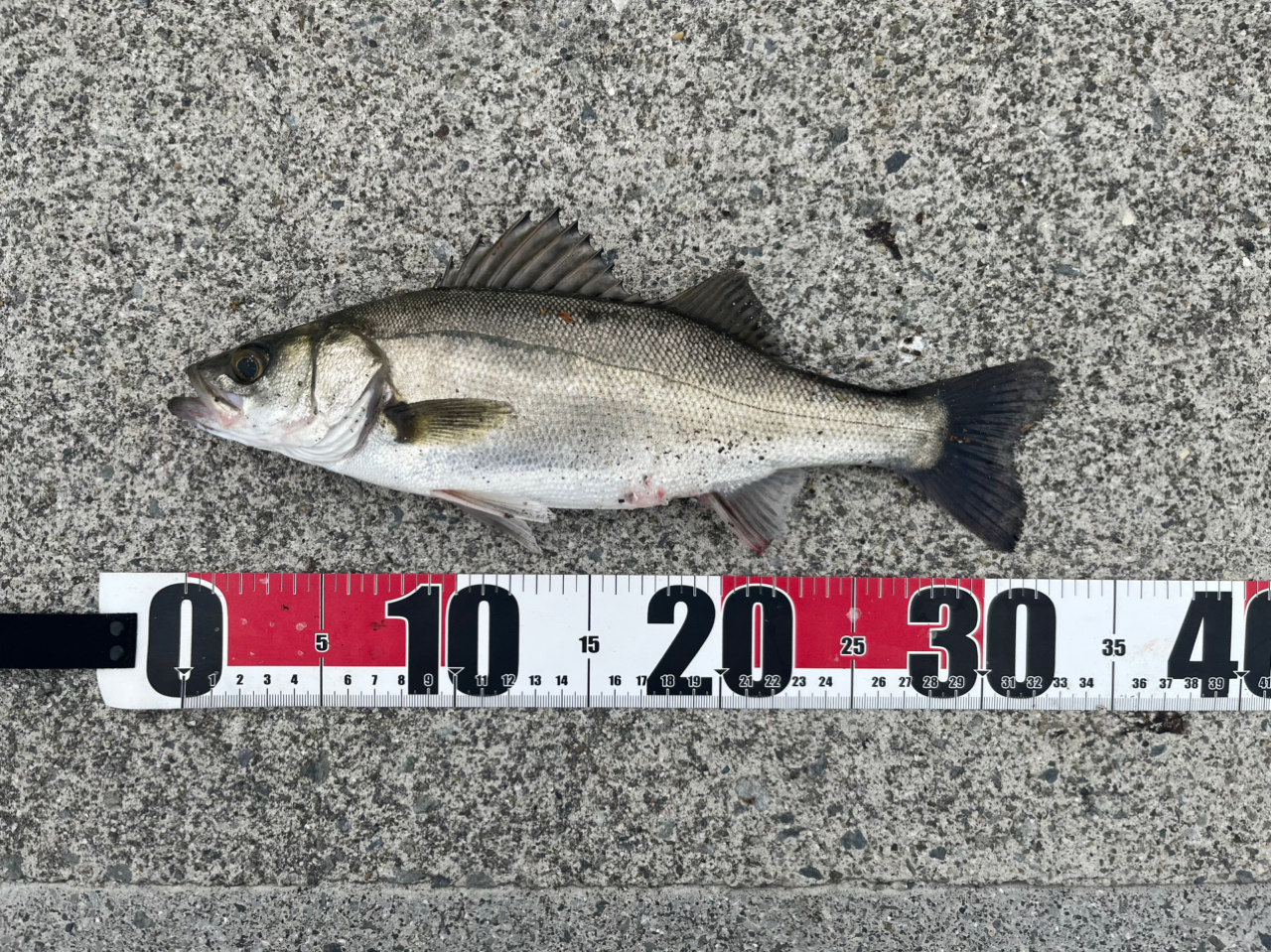 Amazon | メジャークラフト 釣り竿 スピニングロッド 3代目 クロ