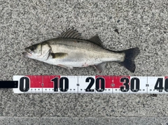 セイゴ（マルスズキ）の釣果