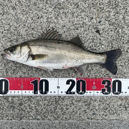 セイゴ（マルスズキ）