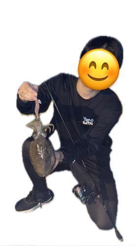 コウイカの釣果