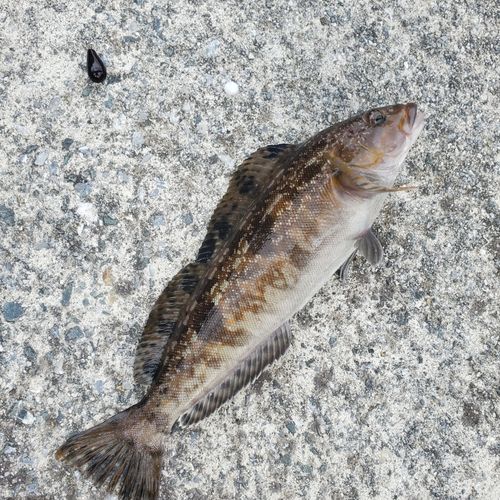 アイナメの釣果