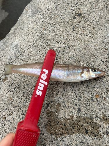 キスの釣果