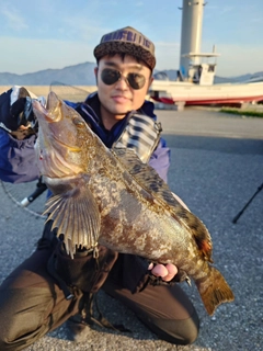 アイナメの釣果