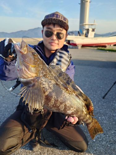アイナメの釣果