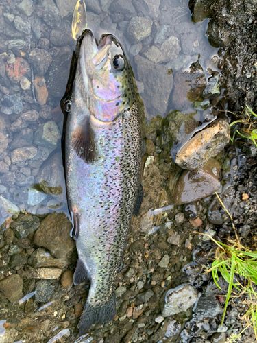ニジマスの釣果
