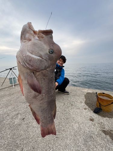 コブダイの釣果
