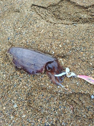 コウイカの釣果