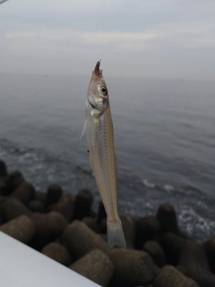 シロギスの釣果