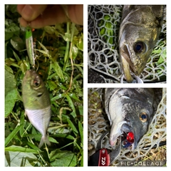 シーバスの釣果