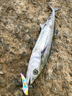 サゴシの釣果