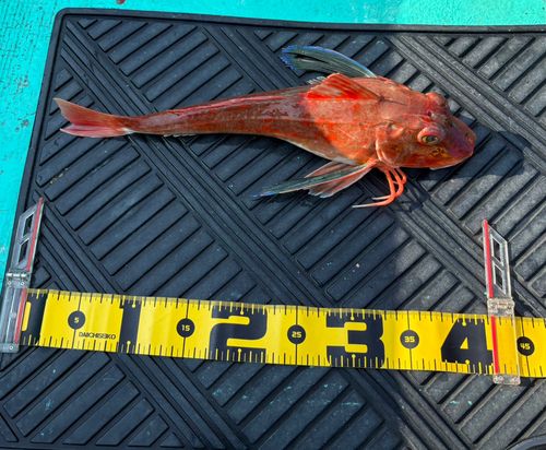 ホウボウの釣果