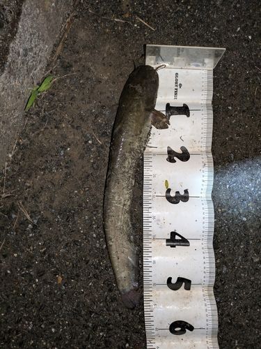 マナマズの釣果